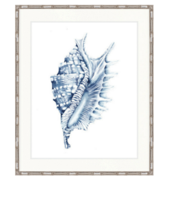 Exquisite Shell No 4 | Designer Boys Art