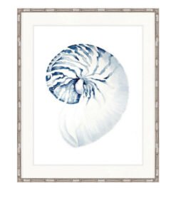 Exquisite Shell No 2 | Designer Boys Art