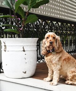 Positano Round Rustic White Fibre Clay Planter