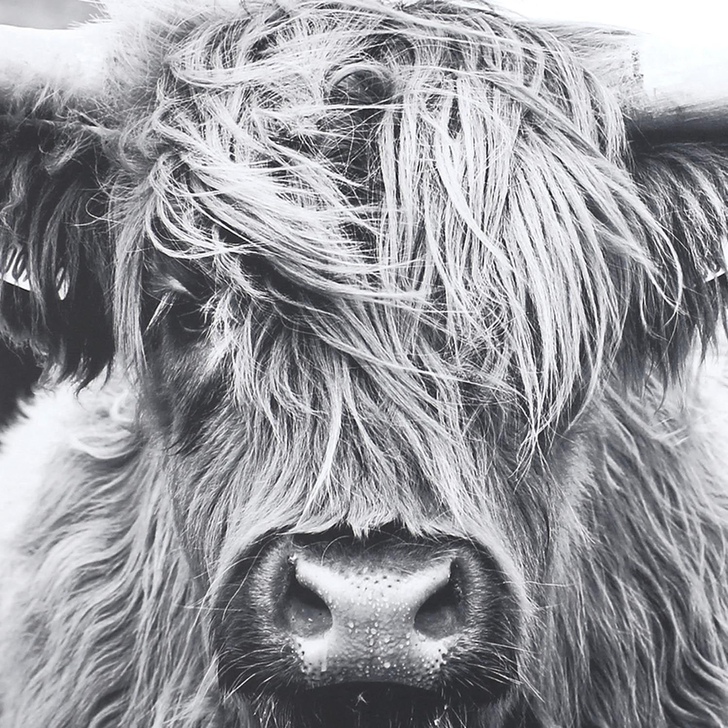 Staring Gaze Bull Wall Art - Image 2