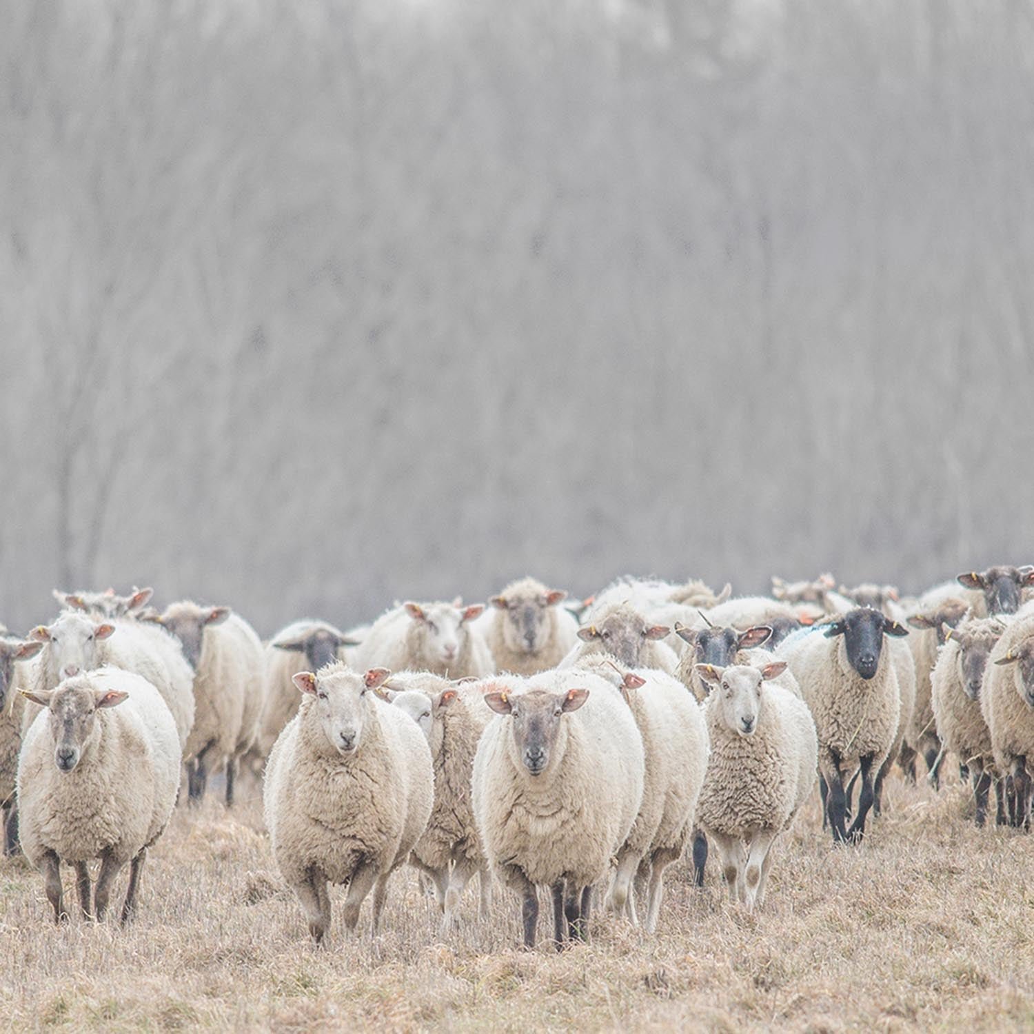 Lambs Wall Art - Image 2