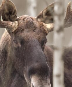 Alternative view of Moose II Wall Art