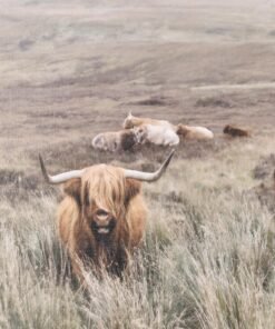 Alternative view of Herd Wall Art