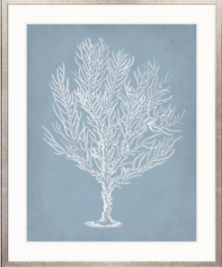 Curious Coral Delight No 9 | Designer Boys Art